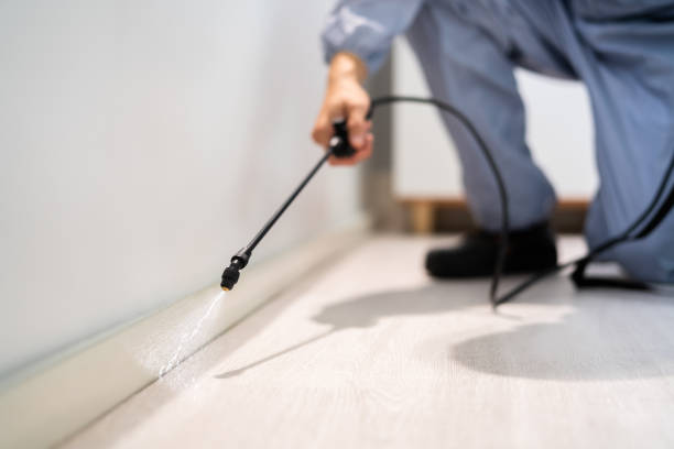 Licensed Ant Control service in Edinburg, IL - Nex Pest Control